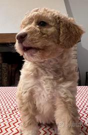 Cuccioli Lagotto