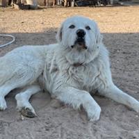 Cuccioli di maremmano