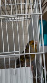 Ibrido di cardellino