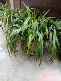 orchidee