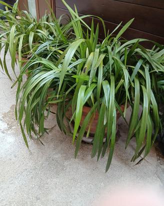 orchidee