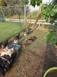 Galline anatre germano e mute