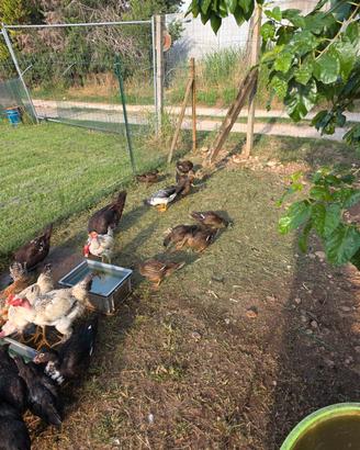 Galline anatre germano e mute