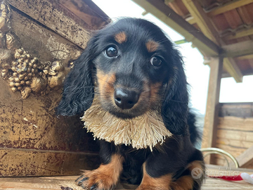 Ultimo maschietto pelo lungho pedigree enci