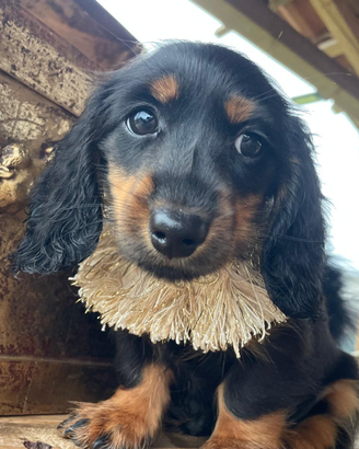 Ultimo maschietto pelo lungho pedigree enci