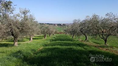 Terreno 10499 metri coriano rimini(loc. pedrolara)