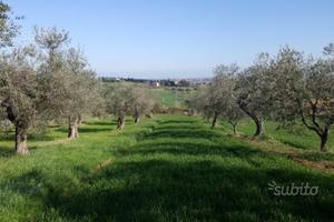 Terreno 10499 metri coriano rimini(loc. pedrolara)