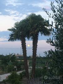 Due palme adulte (Trachycarpus/Washingtonia)