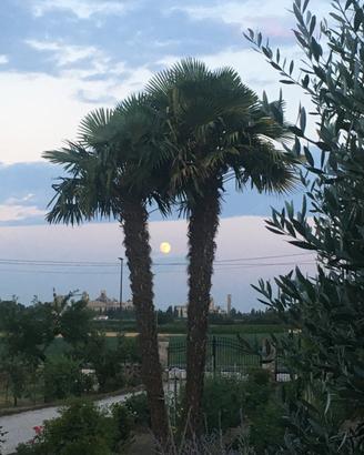 Due palme adulte (Trachycarpus/Washingtonia)