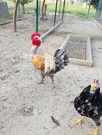 Gallo