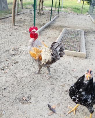 Gallo
