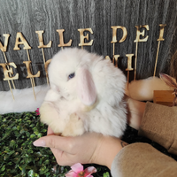 Coniglio nano