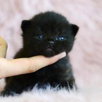 British shorthair maschio nero con pedigree