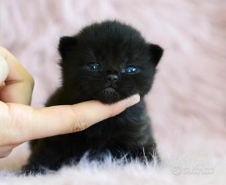 British shorthair maschio nero con pedigree