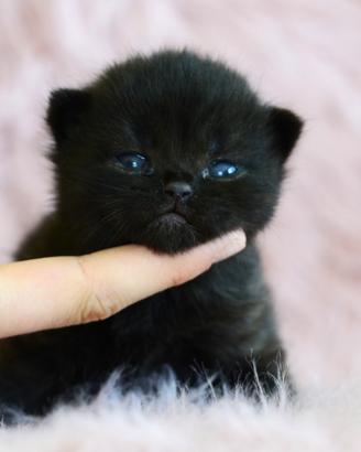 British shorthair maschio nero con pedigree