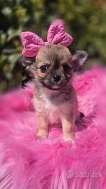 Mini chihuahua con pedigree
