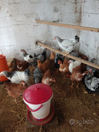 Tacchini Wyandotte orpington e Serbrigt