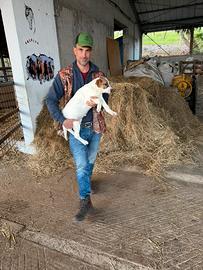 Amerika (incrocio Beagle X Labrador)