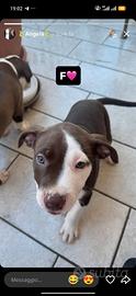 Cuccioli di Pitbull rednouse