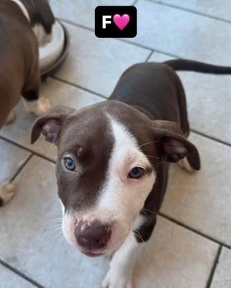 Cuccioli di Pitbull rednouse