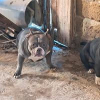 American bully