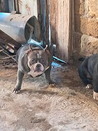 American bully