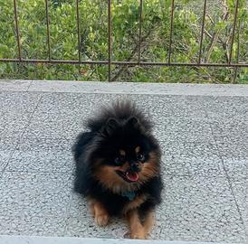 volpino pomerania toy per monta