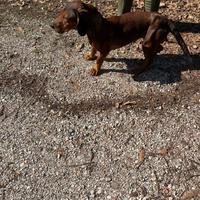 Dachsbracke femmina pronta caccia al cinghiale