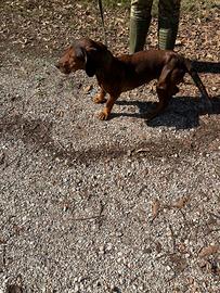 Dachsbracke femmina pronta caccia al cinghiale