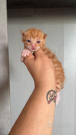 Gattini maschi e femmine