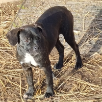 Cucciola di bulldog francese