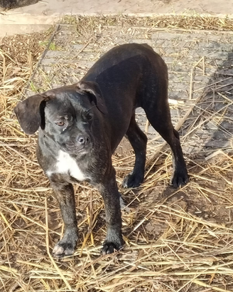 Cucciola di bulldog francese