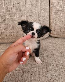 chihuahua mini toy pelo lungo