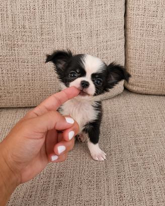 chihuahua mini toy pelo lungo