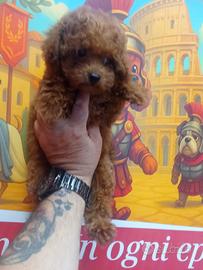 barboncino toy maschio
