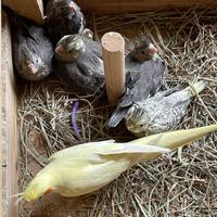 Calopsiti giovani e docili