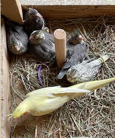 Calopsiti giovani e docili