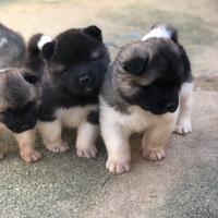 Akita americano Cuccioli