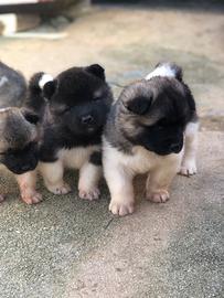 Akita americano Cuccioli