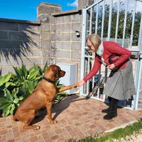 Rhodesian Ridgeback per accoppiamento