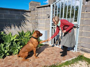 Rhodesian Ridgeback per accoppiamento