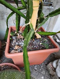 Talee di pitaya
