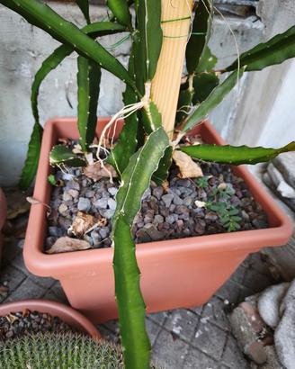 Talee di pitaya