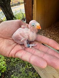 Parrocchetto dal collare Pullo