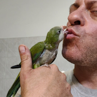 Parrocchetto monaco super addestrato