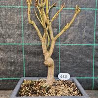 Bonsai di Ippocastano 132
