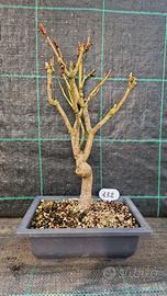 Bonsai di Ippocastano 132