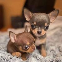 CHIHUAHUA TOY CUCCIOLI DISPONIBILI pag in 12 rate