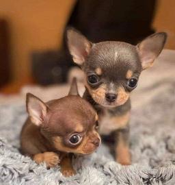 CHIHUAHUA TOY CUCCIOLI DISPONIBILI pag in 12 rate