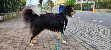 Border Collie tricolor di 3 anni x monta gratis